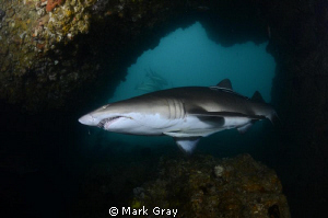 Grey Nurse Shark inside the "Cod Hole" Julian Rocks, Byro... by Mark Gray 